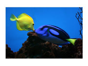 Yellow Tang and Blue Tang