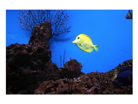 YellowTang fish