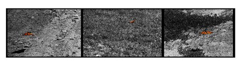 Fight or Flight by Delaney Flanders