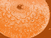 Orange Abstract by George Dilorenzo