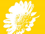 Yellow Mum by George Dilorenzo