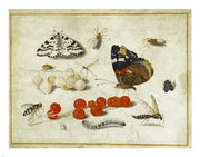 Butterflies, Insects, and Currants by Jan van Kessel