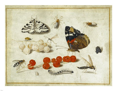 Butterflies, Insects, and Currants by Jan van Kessel