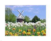 Dutch Tulip Field And Windmill