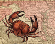 Maryland's Jumbo Crabs by Color Me Happy