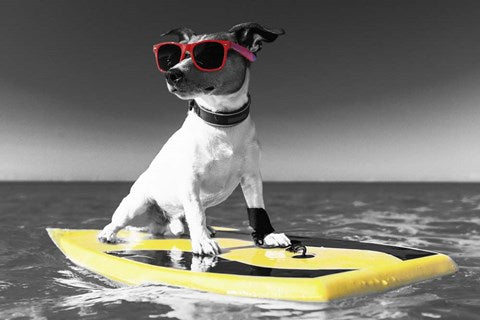 Pop of Color Surf's Up Dog by Color Me Happy