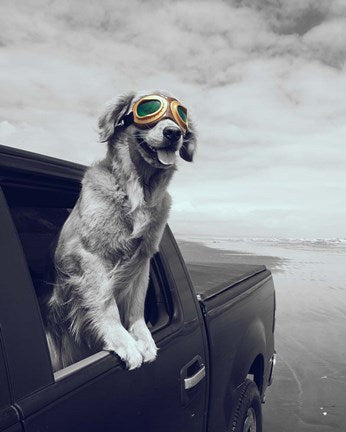 Pop of Color Cool Dog by Color Me Happy