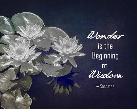 Wonder is the Beginning of Wisdom Water Lily Black and White by Quote Master