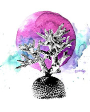 Coral with Pink Splash by Color Me Happy