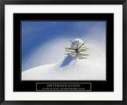 Determination - Little Pine