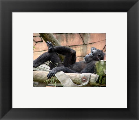 Chimp - Just relaxing