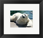 Polar Bear on the floor