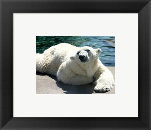Polar Bear on the floor