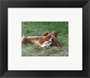 Orangutan - Stretchin out
