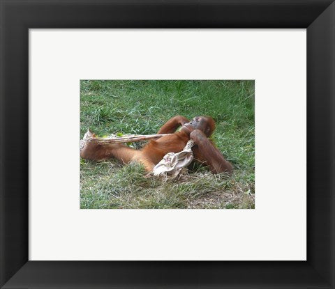 Orangutan - Stretchin out