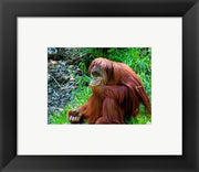 Orangutan - Giving it some thought