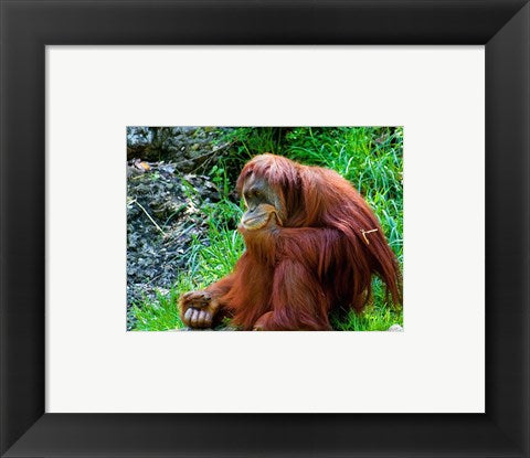 Orangutan - Giving it some thought