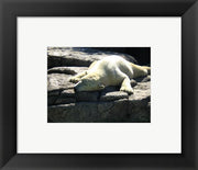Polar Bear  - Time to take five