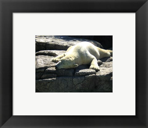 Polar Bear  - Time to take five