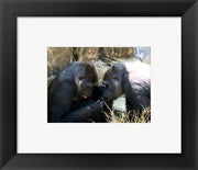 Gorillas - Look what I found!