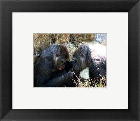 Gorillas - Look what I found!