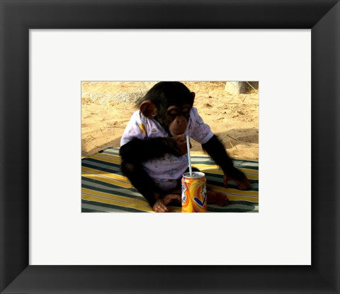 Chimp - Time for a drink