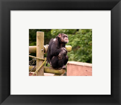 Chimp - The revelation