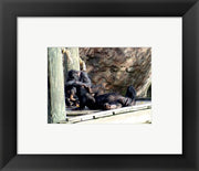 Chimps - Just Chillin