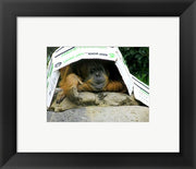 Orangutan - Give me shelter