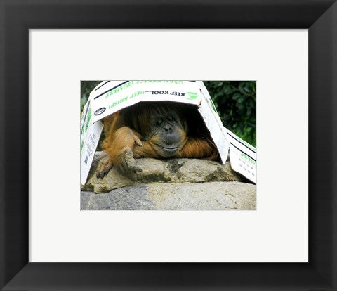 Orangutan - Give me shelter
