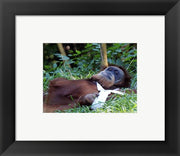 Orangutan - Just about to take a nap