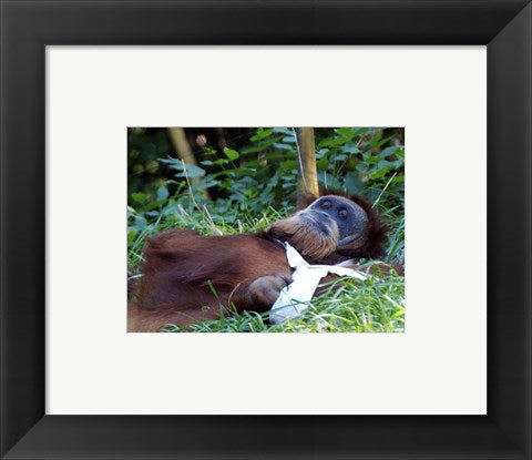 Orangutan - Just about to take a nap