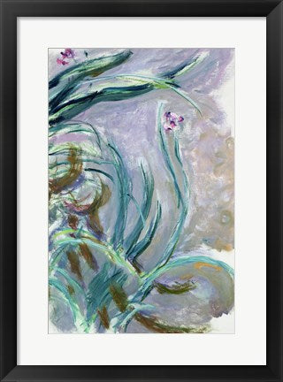 Iris (gray) by Claude Monet
