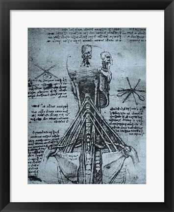 Bone Structure of the Human Neck and Shoulder by Leonardo Da Vinci