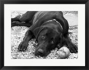 Playful by Rob Sturcke
