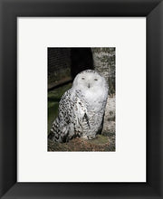 Snow Owl Portrait