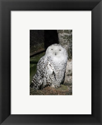 Snow Owl Portrait