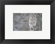 Owl In The Woods
