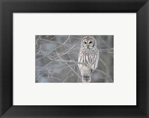 Owl In The Woods
