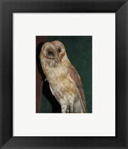 Barn Owl Portrait