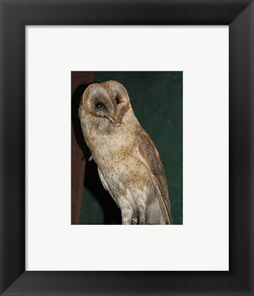 Barn Owl Portrait