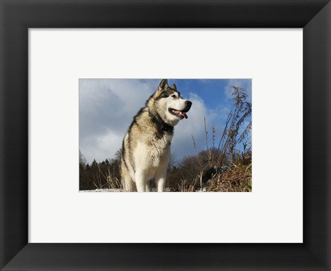Alaskan Malamute Dog