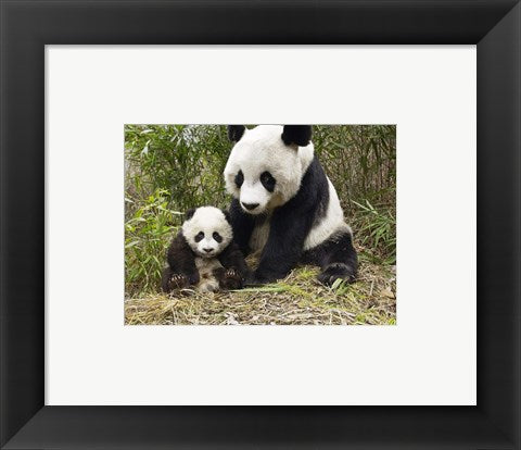 Panda Mother and Cub