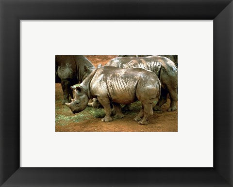 Black Rhinoceros in Africa