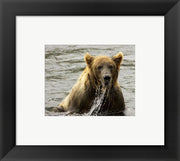 Brown Bear Fishing