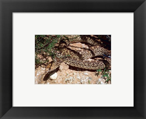 Bull Snake in New Mexico