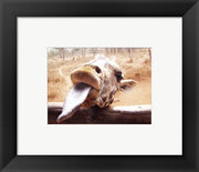 Giraffe Sticking His Tongue Out