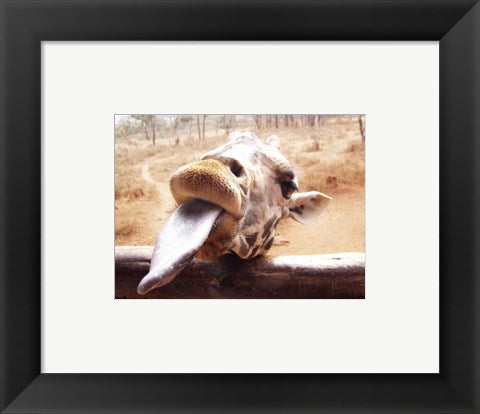 Giraffe Sticking His Tongue Out