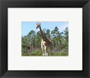 Giraffe Camelopardalis