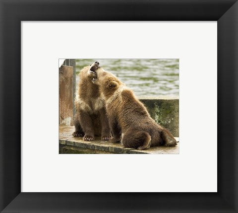 Grizzly Bear Cubs